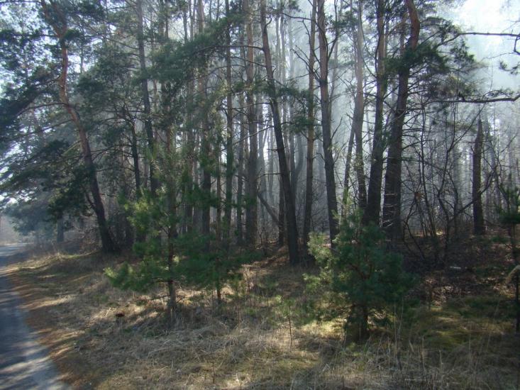 Лиман з panoramio.com - Лиман