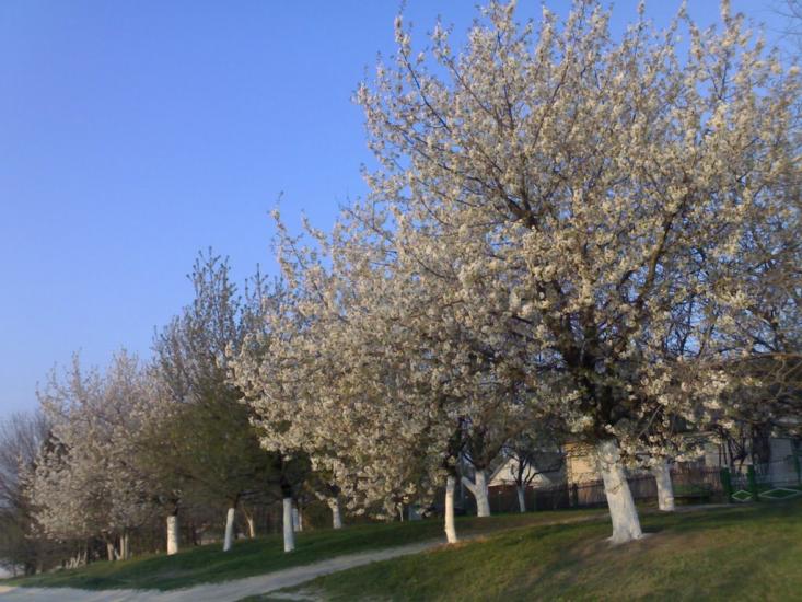 Гуменці з panoramio.com - Гуменці