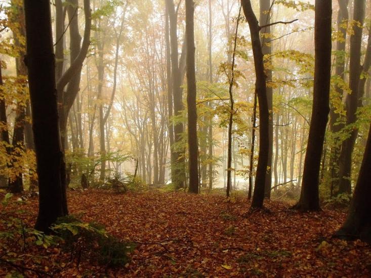 Тишівниця з panoramio.com - Тишівниця