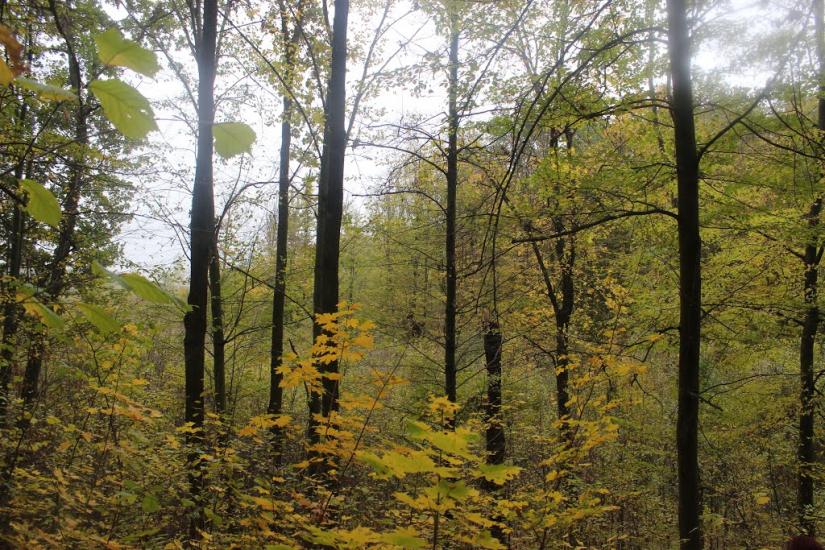 Чернин з panoramio.com - Чернин