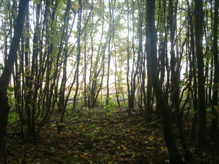 Лісогірка з panoramio.com - Лесогорка