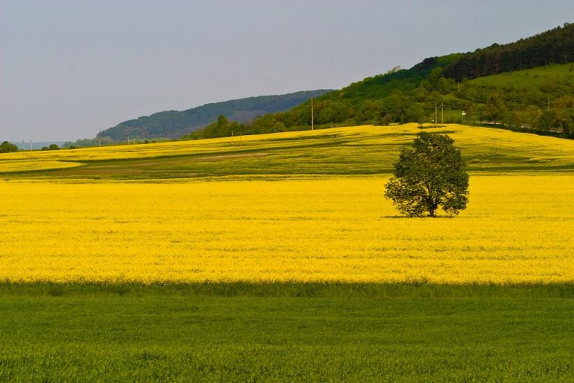 Велика Вільшаниця з panoramio.com - Велика Вільшаниця