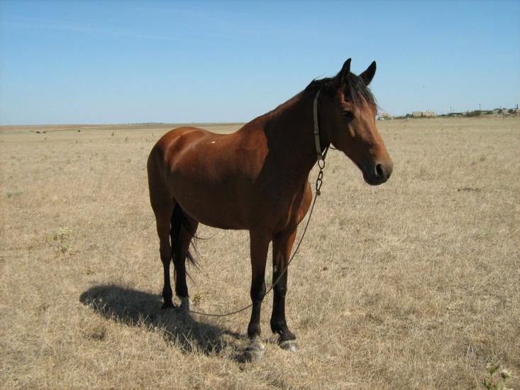 Батальне з panoramio.com - Батальное