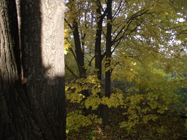 Рясне з panoramio.com - Рясне