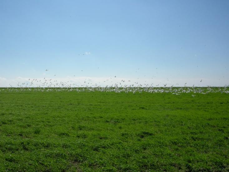 Олександрівка з panoramio.com - Олександрівка