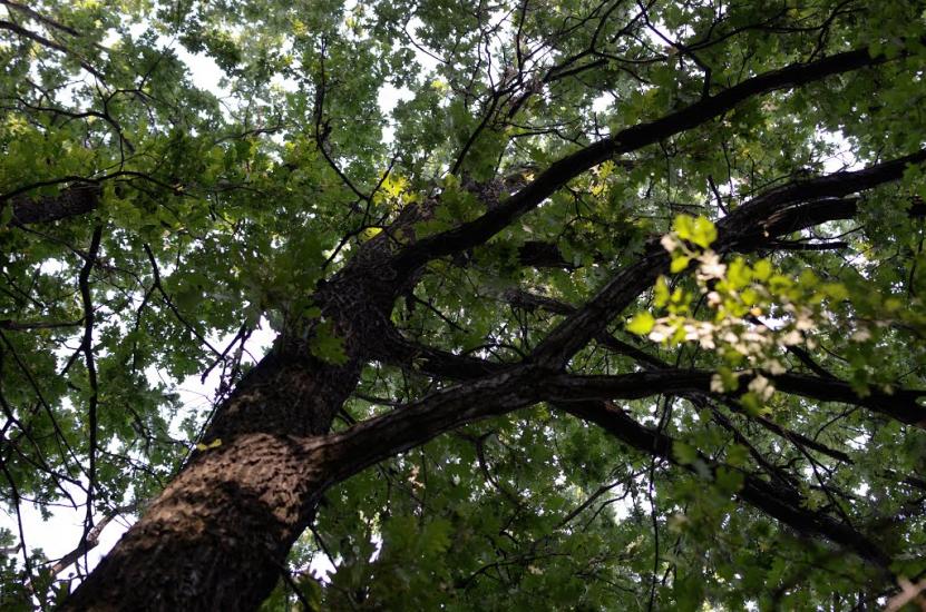 Новошевченкове з panoramio.com - Новошевченкове