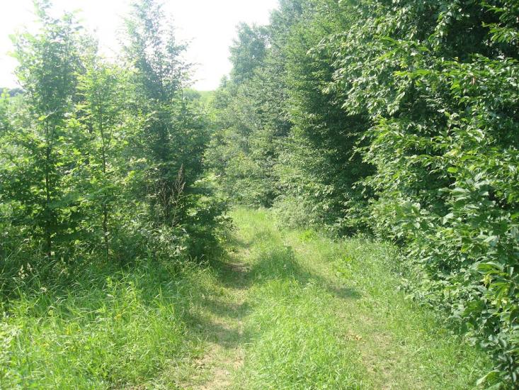 Давидківці з panoramio.com - Давидківці