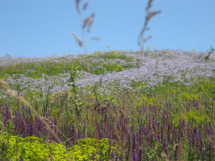 Нижня Хортиця з panoramio.com - Нижняя Хортица