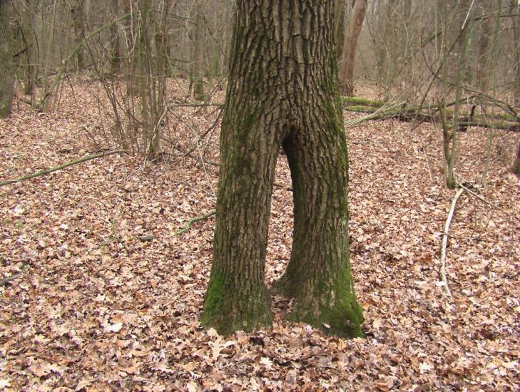 Заострів з panoramio.com - Заостров