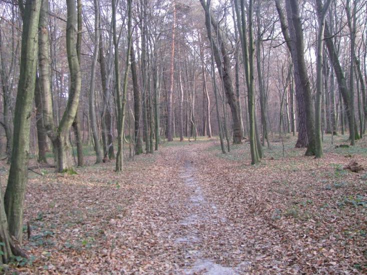 Брюховичі з panoramio.com - Брюховичи
