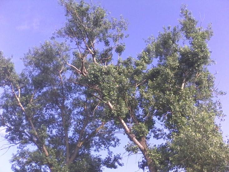 Червона Зірка з panoramio.com - Червоная Зирка