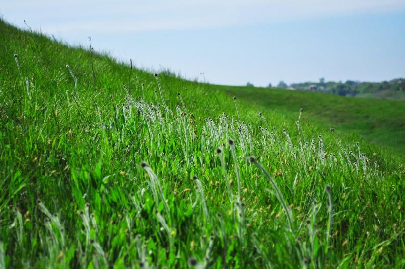 Гавронці з panoramio.com - Гавронці