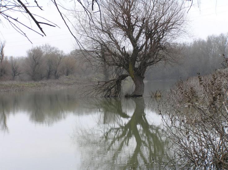 Кислиця з panoramio.com - Кислица