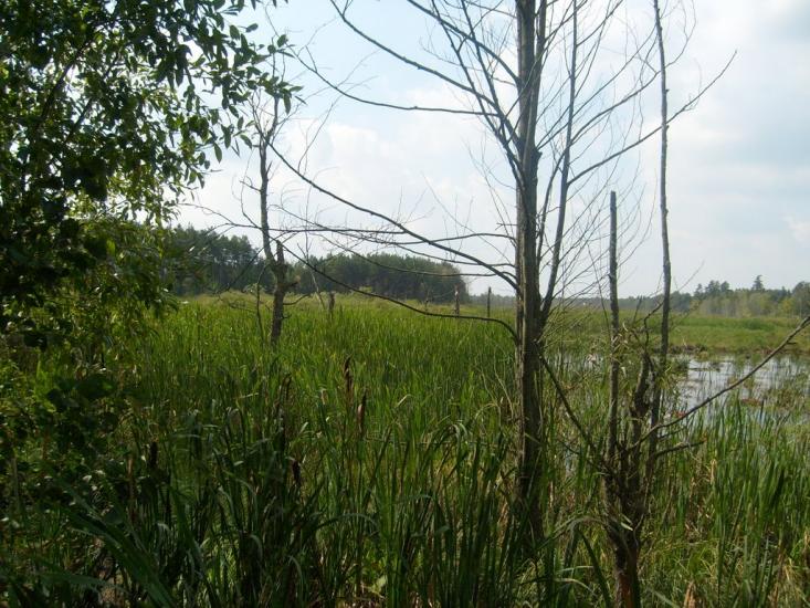 Кошари з panoramio.com - Кошари