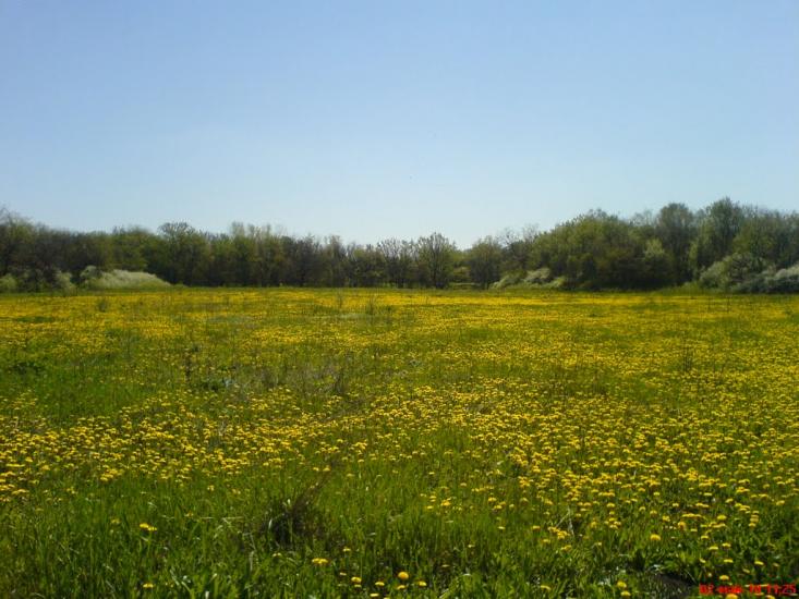 Колесниківка з panoramio.com - Колесниковка