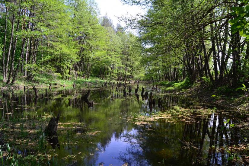 Кардашівка з panoramio.com - Кардашівка