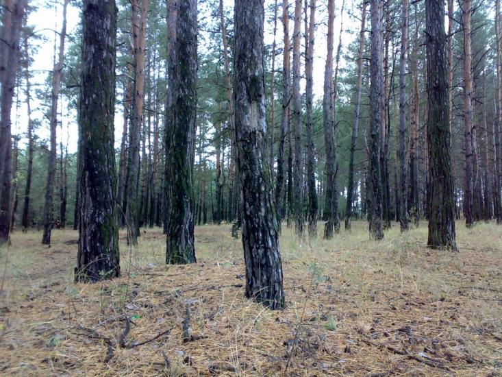 Ямпіль з panoramio.com - Ямпіль