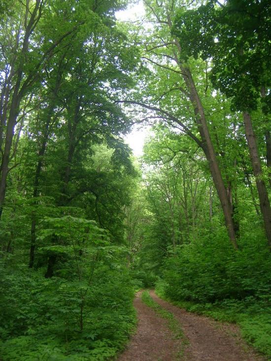 Чернин з panoramio.com - Чернин