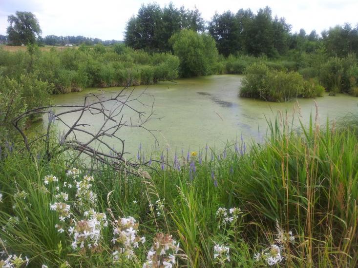 Кримок з panoramio.com - Кримок