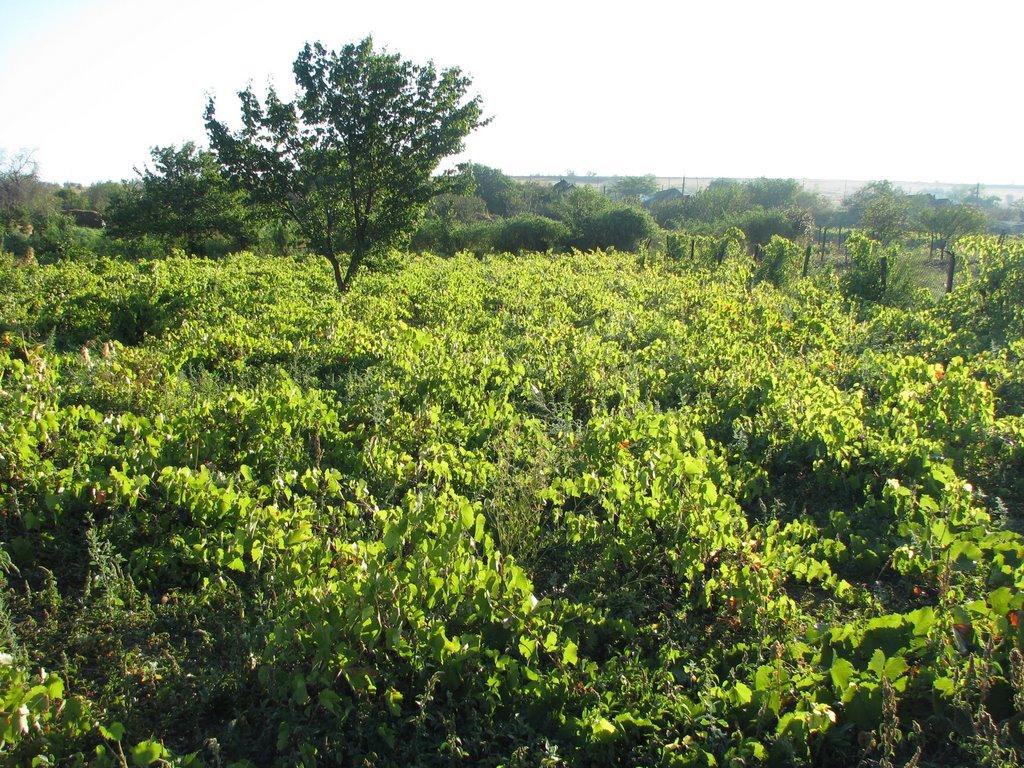 Серпневе з panoramio.com - Серпневое