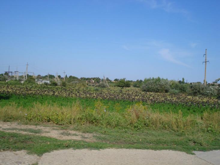 Кислиця з panoramio.com - Кислица