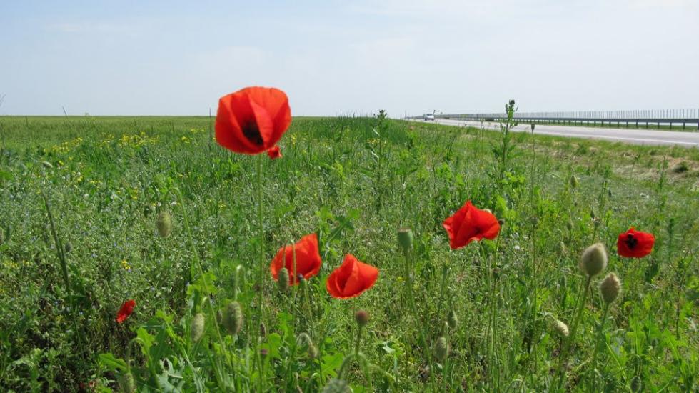 Зайчівське з panoramio.com - Зайчівське