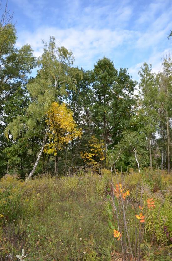 Лісники з panoramio.com - Лесники