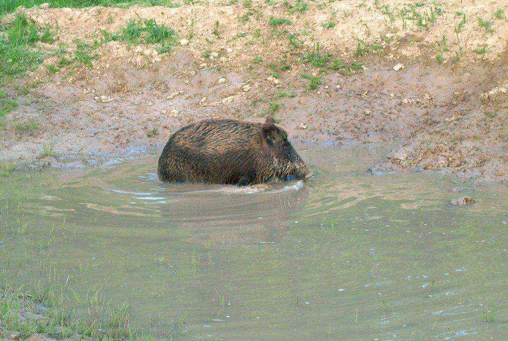Студенець з panoramio.com - Студанец