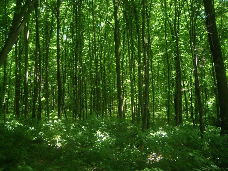 Чернин з panoramio.com - Чернин