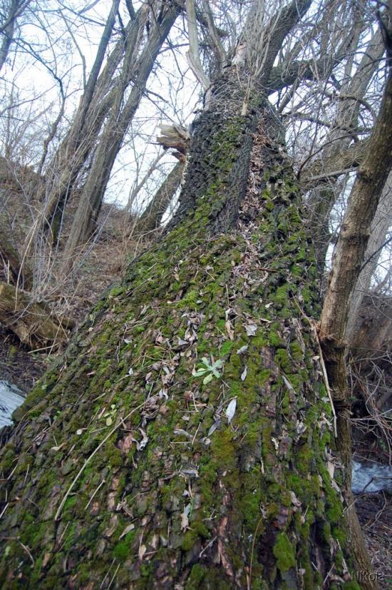 Капітанове з panoramio.com - Капітанове