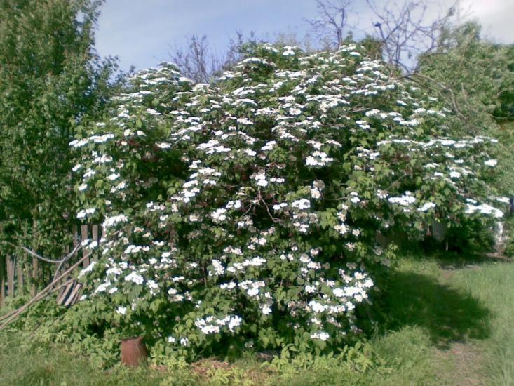 Тишів з panoramio.com - Тишев