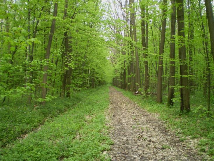 Конищів з panoramio.com - Konyschiv