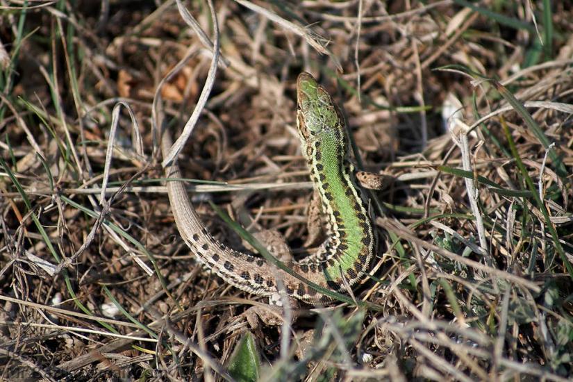Скалисте з panoramio.com - Скалисте