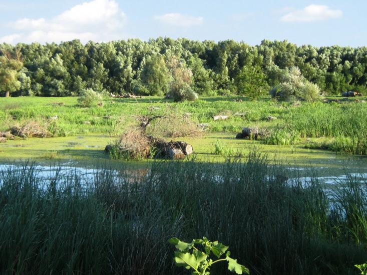 Кислиця з panoramio.com - Кислица