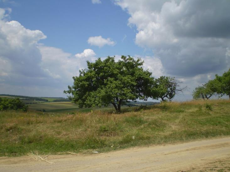 Конищів з panoramio.com - Konyschiv