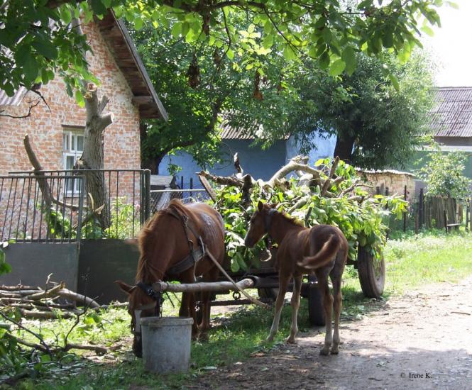 Куровичі з panoramio.com - Куровичі