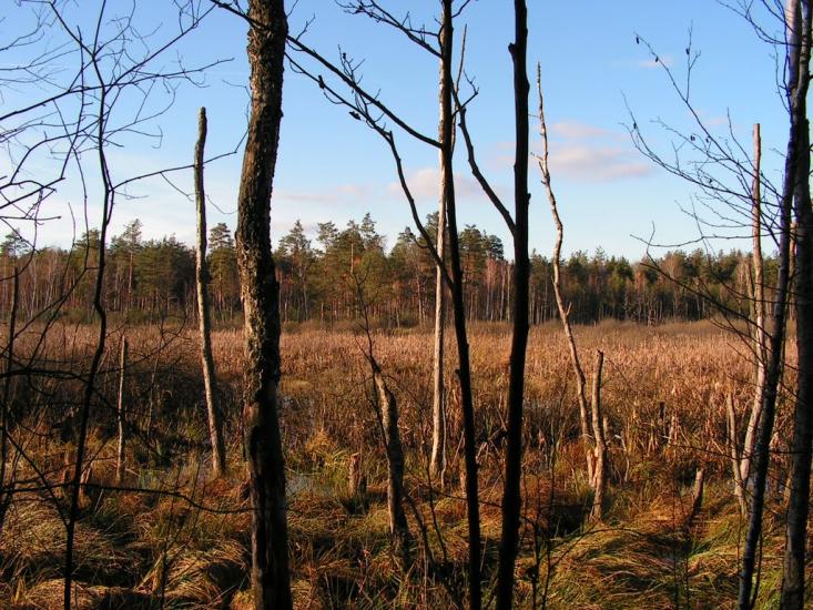 Кошари з panoramio.com - Кошари