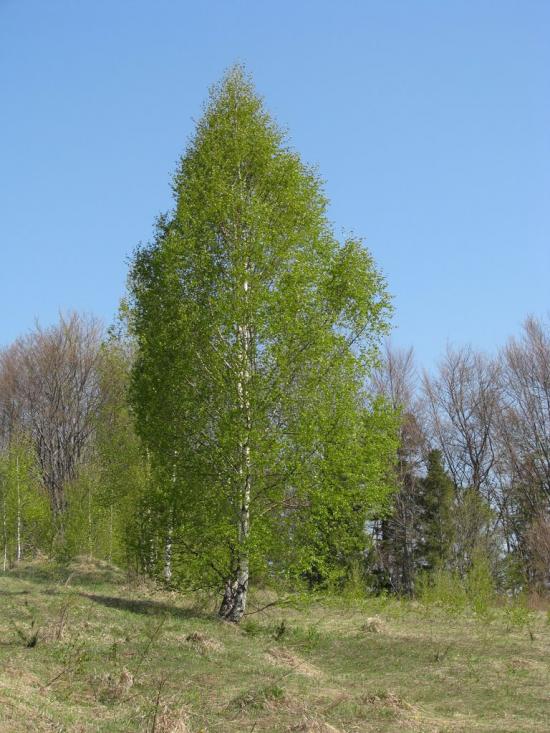 Яблунів з panoramio.com - Яблунів