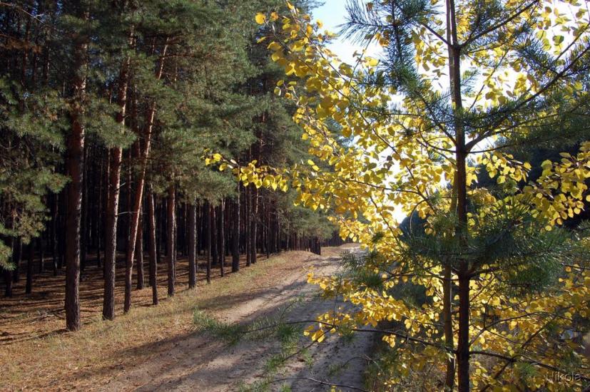 Кудряшівка з panoramio.com - Кудряшовка