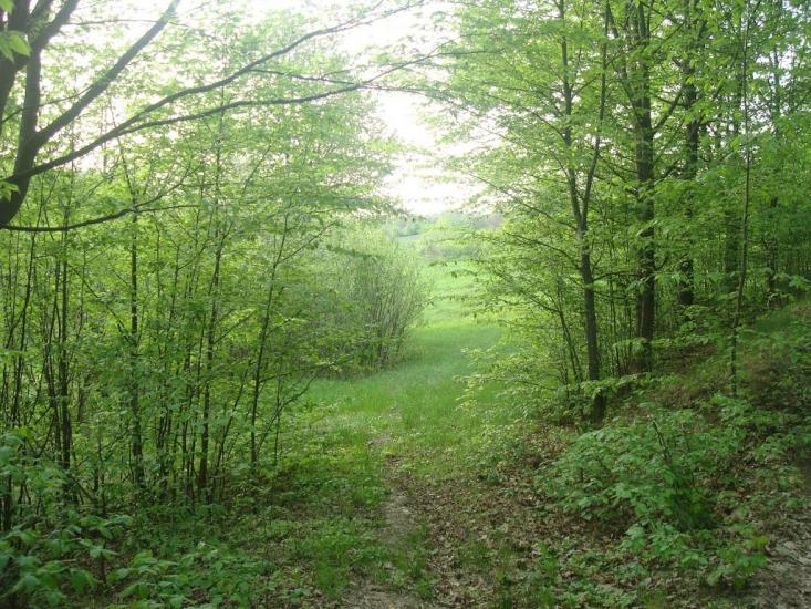 Вільховець з panoramio.com - Ольховец