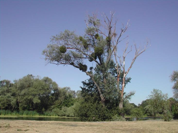 Лиман з panoramio.com - Лиман