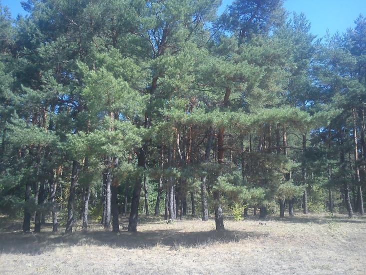 Степашки з panoramio.com - Степашки