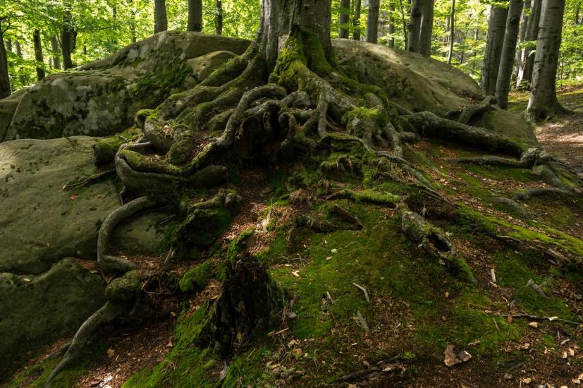 Поляниця з panoramio.com - Поляница