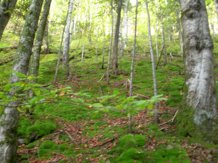 Прокурава з panoramio.com - Прокурава