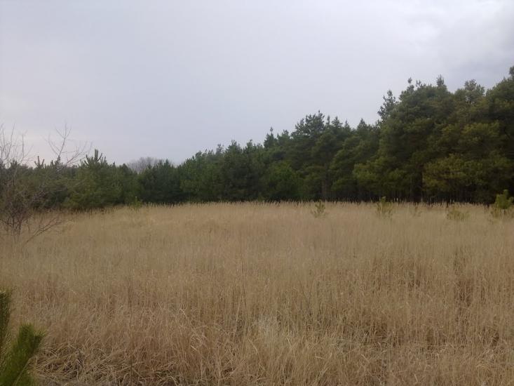 Галицинове з panoramio.com - Галициново