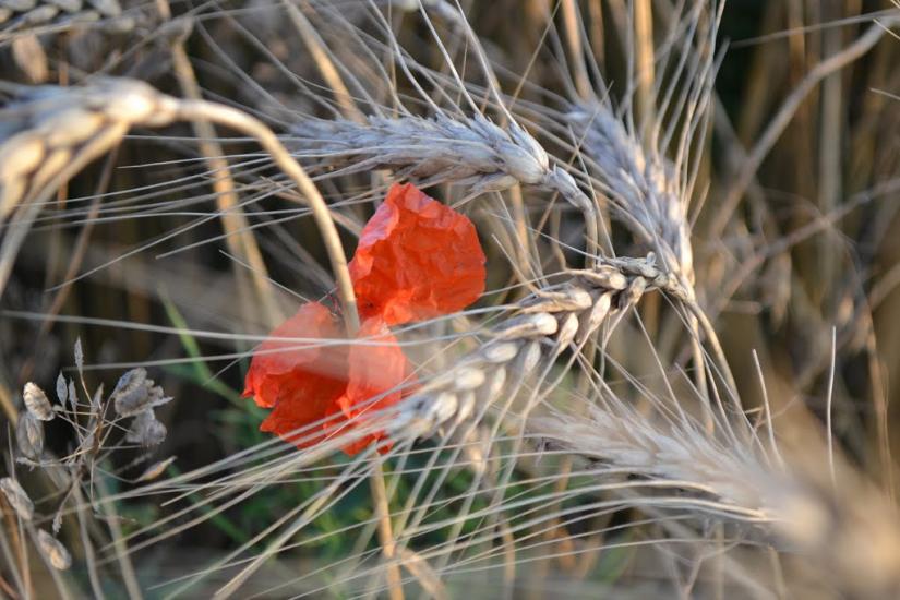 Грушки з panoramio.com - Грушки