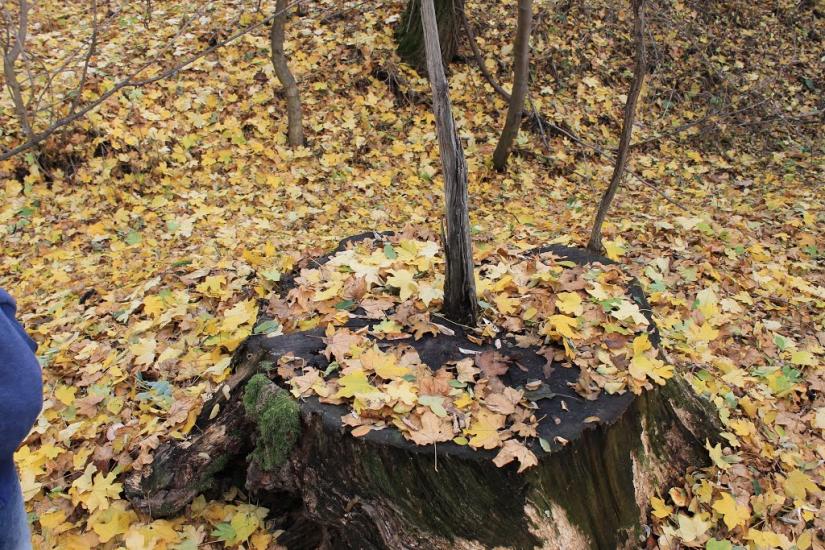 Тисобикень з panoramio.com - Тисобикень