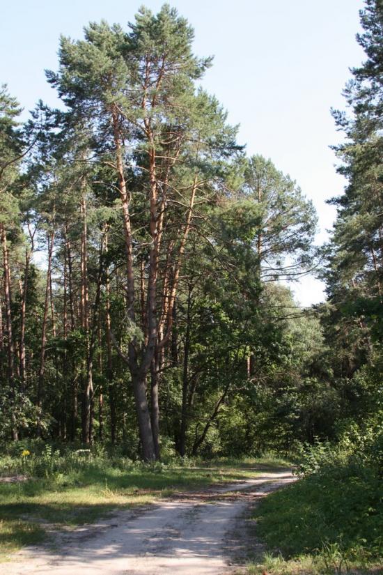 Тарасенки з panoramio.com - Тарасенки