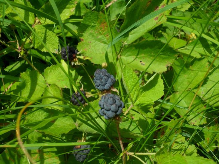 Сніжна з panoramio.com - Сніжна