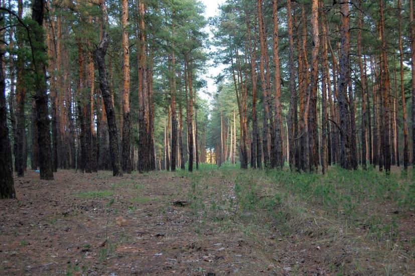 Ямпіль з panoramio.com - Yampil